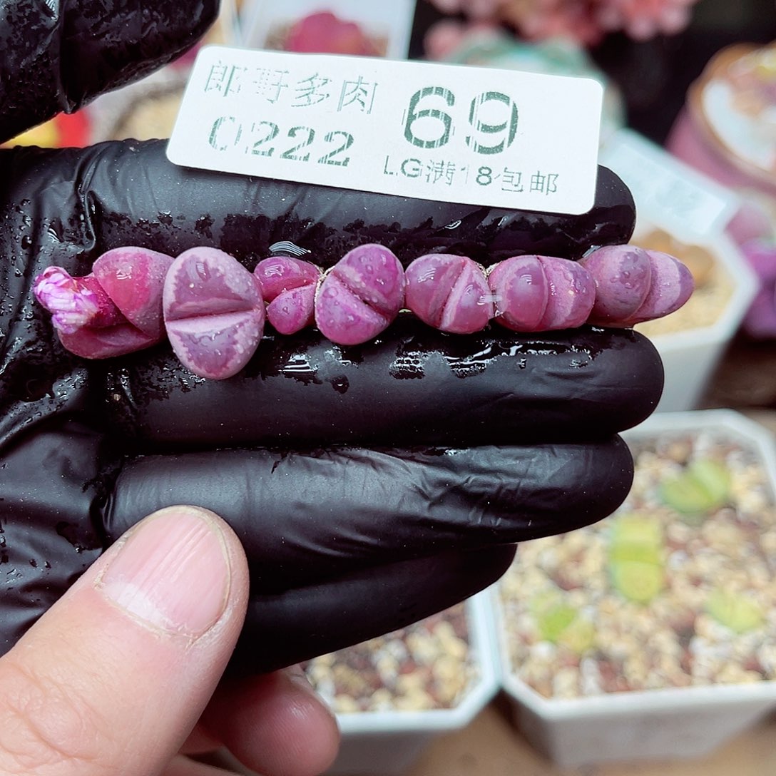 郎哥多少生石花21-69