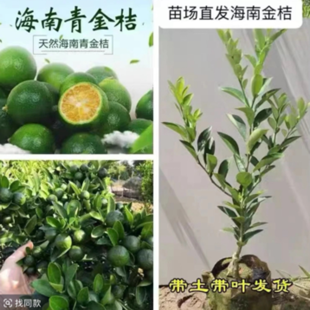 海南青金桔柠檬  四季结  带土带叶发