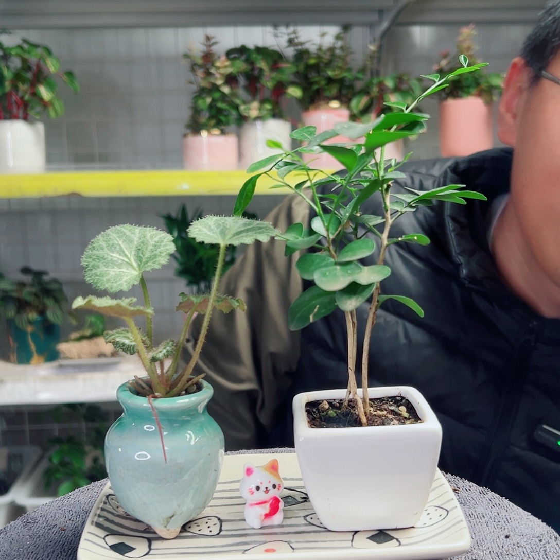 鹏***动无花朵31                   