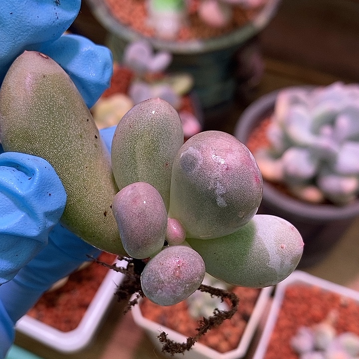 意***6米可奶酪锦多肉植物