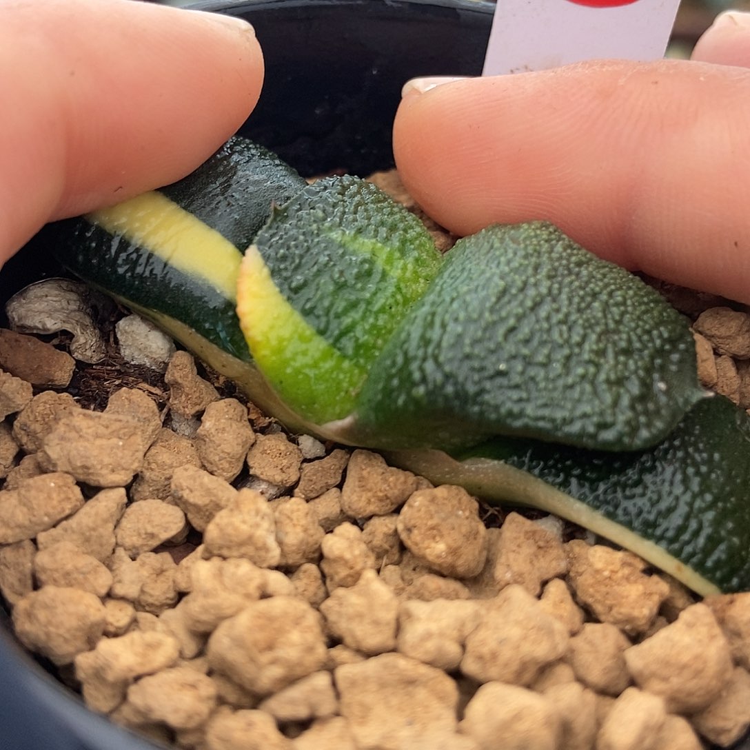 738军配卧牛实生锦带盆发货