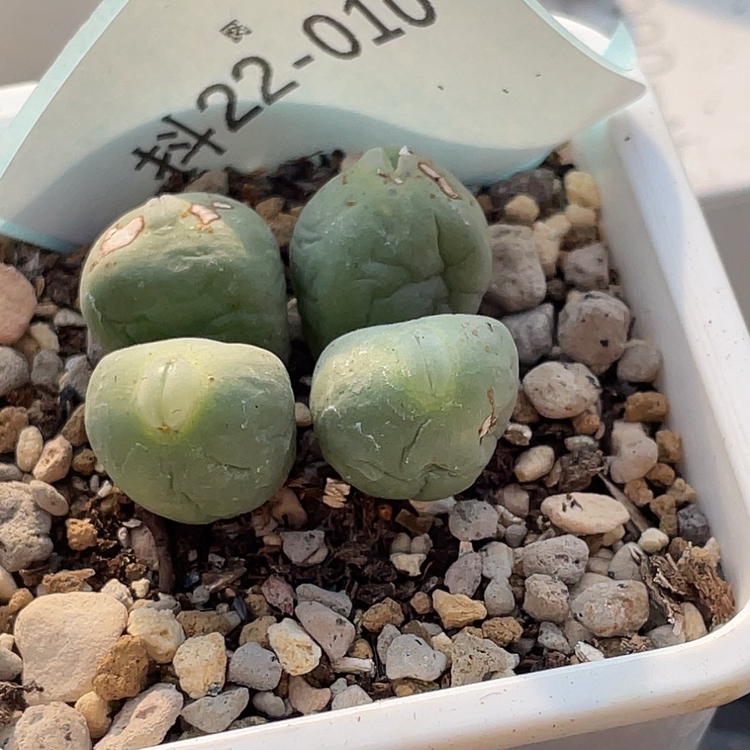 不****22-10肉锥多肉植物