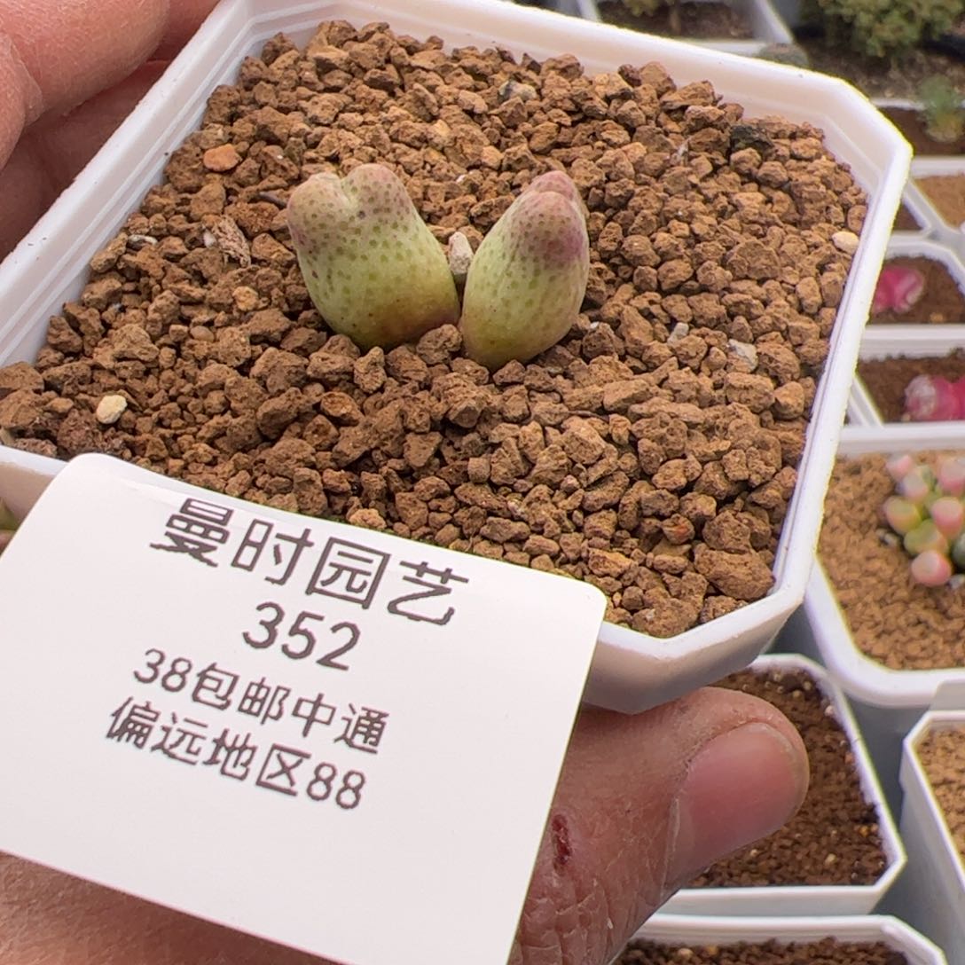 2.8斑马多肉植物352