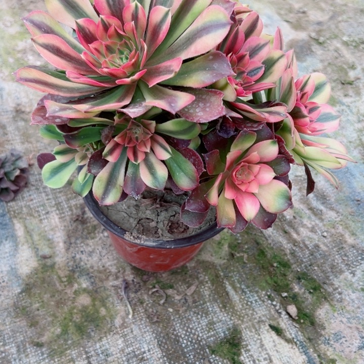 791洛神多肉植物