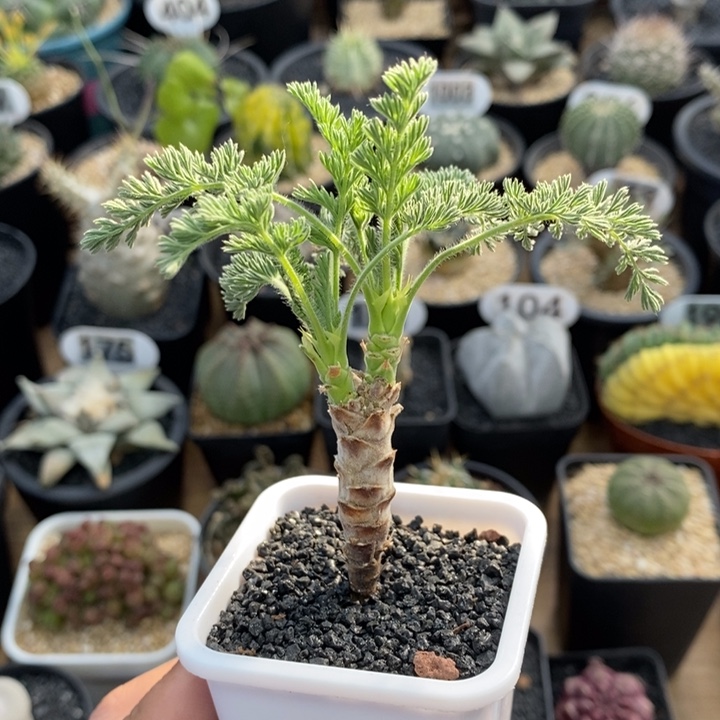 实生龙骨洋葵48号高度6cm