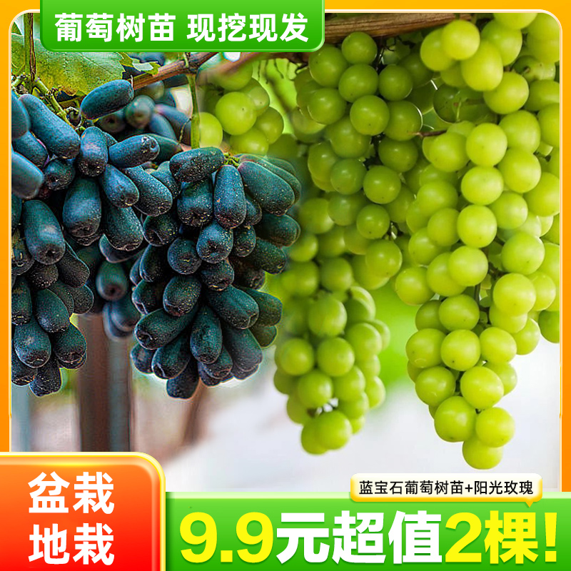 【抢！2棵】葡萄树苗阳光玫瑰蓝宝石易活种植南北方盆栽地载商品图