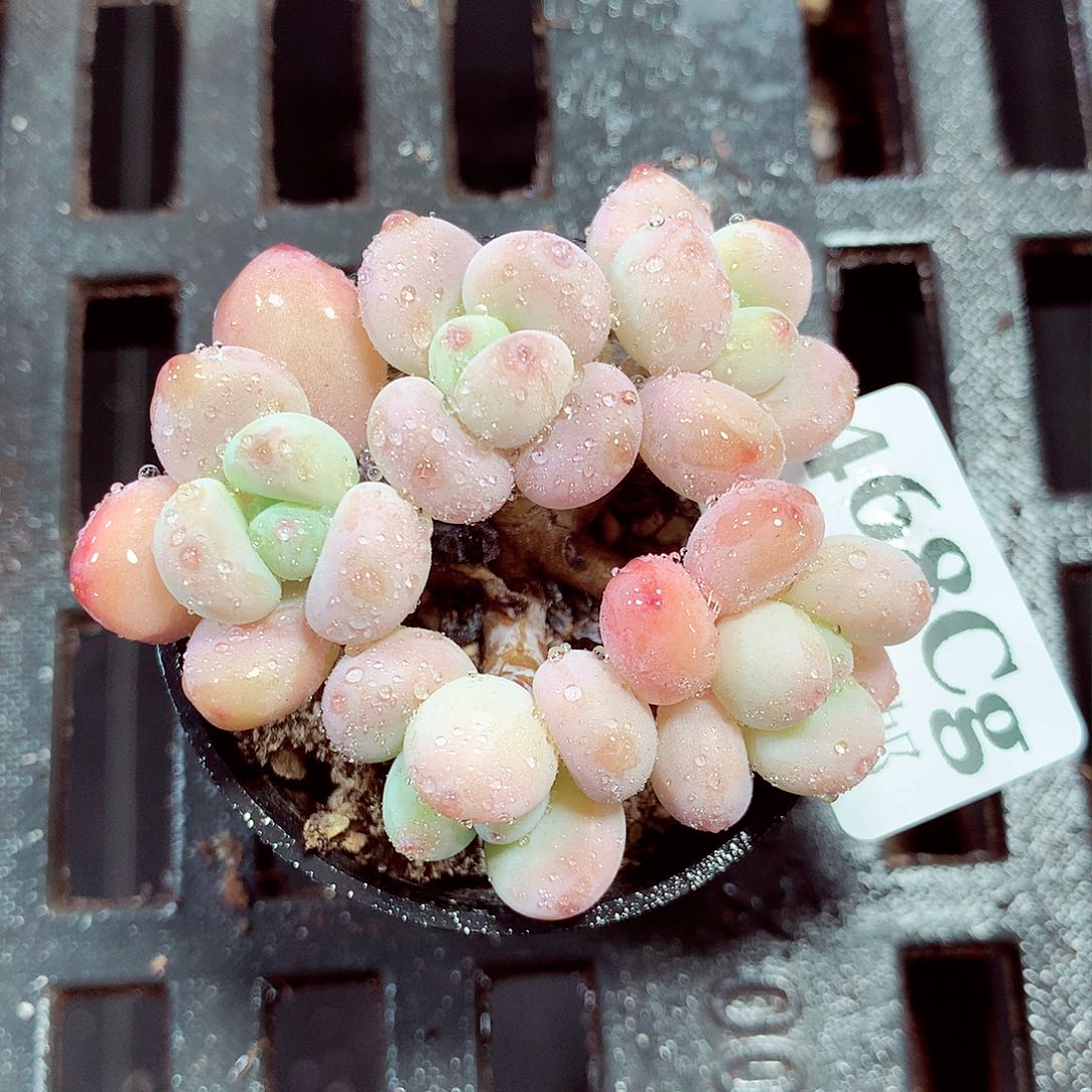 5厘米盆精控多肉468