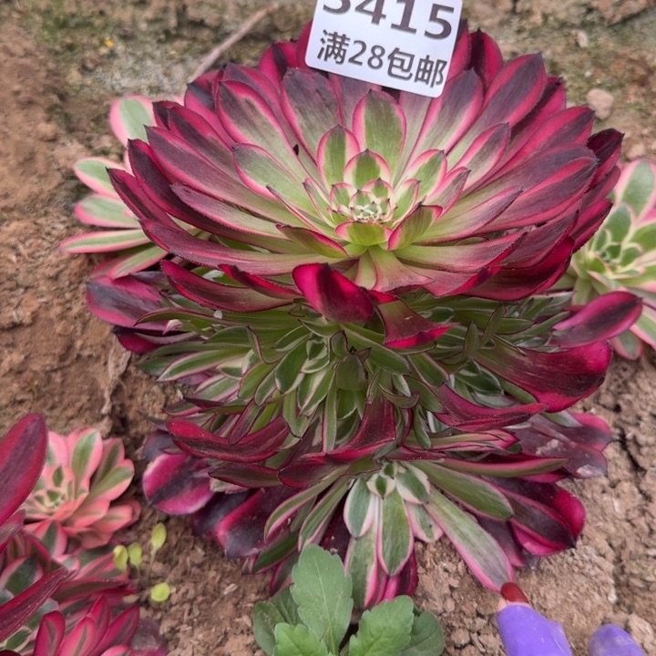 5415二号棚红铜鼓J