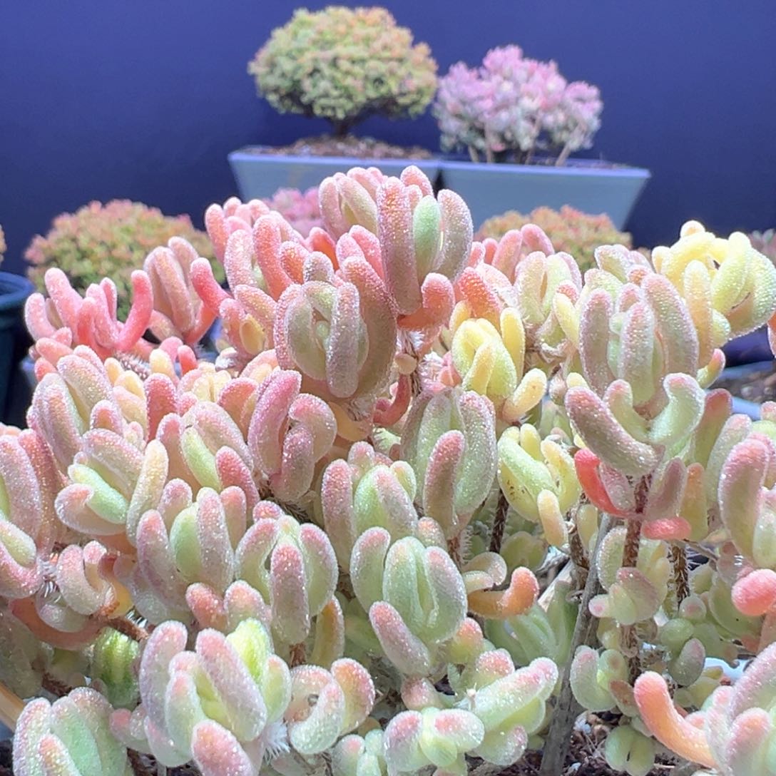 d750老桩橙叶锦特价一颗