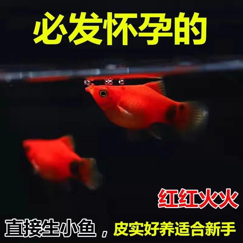 米奇鱼 月光鱼 胎生鱼 小型鱼 观赏鱼 新手推荐 好养活新手鱼饲料