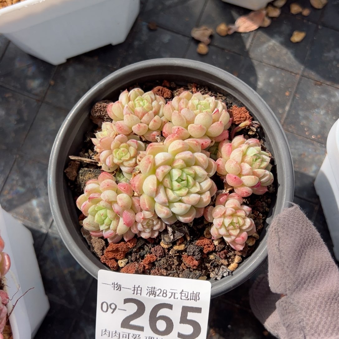 绿心羊脂球多肉多肉多肉多肉多肉