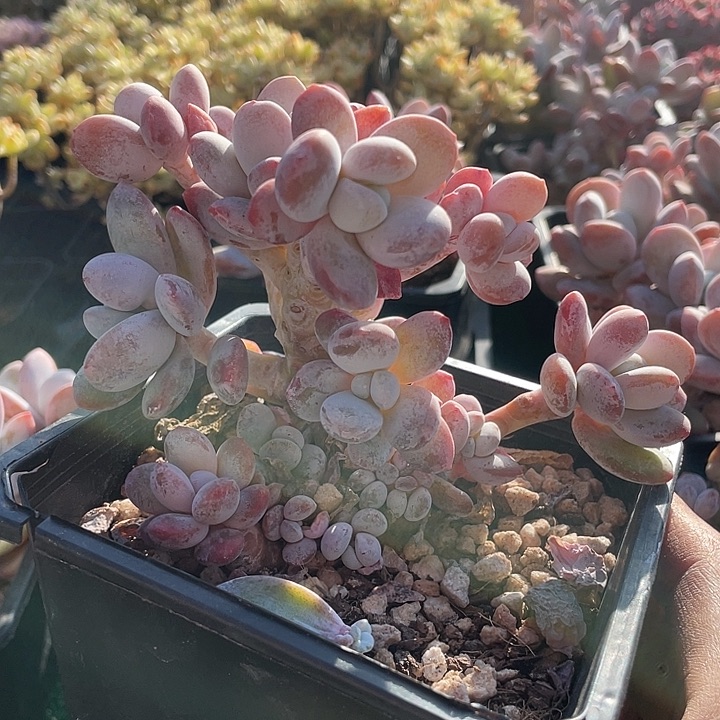 雪美人大老桩带盆