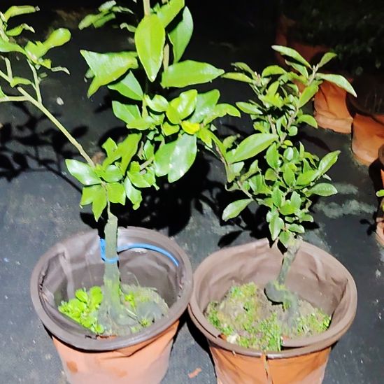 当前无花朵，栽培后可花朵3