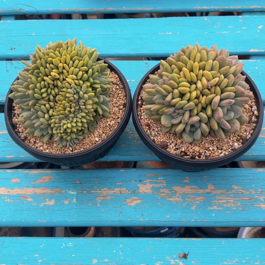 梅****爱丽儿二颗多肉植物