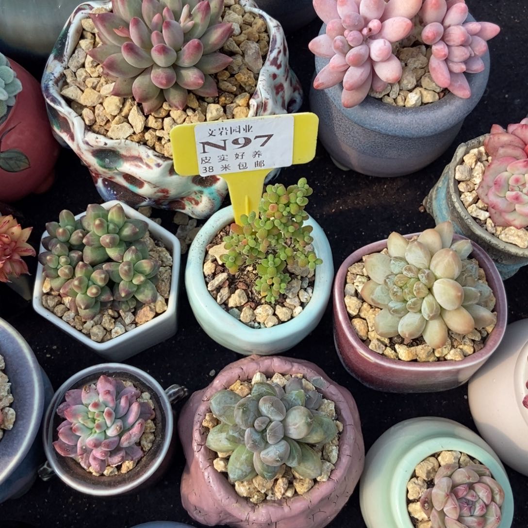 T**u多肉植物1111111