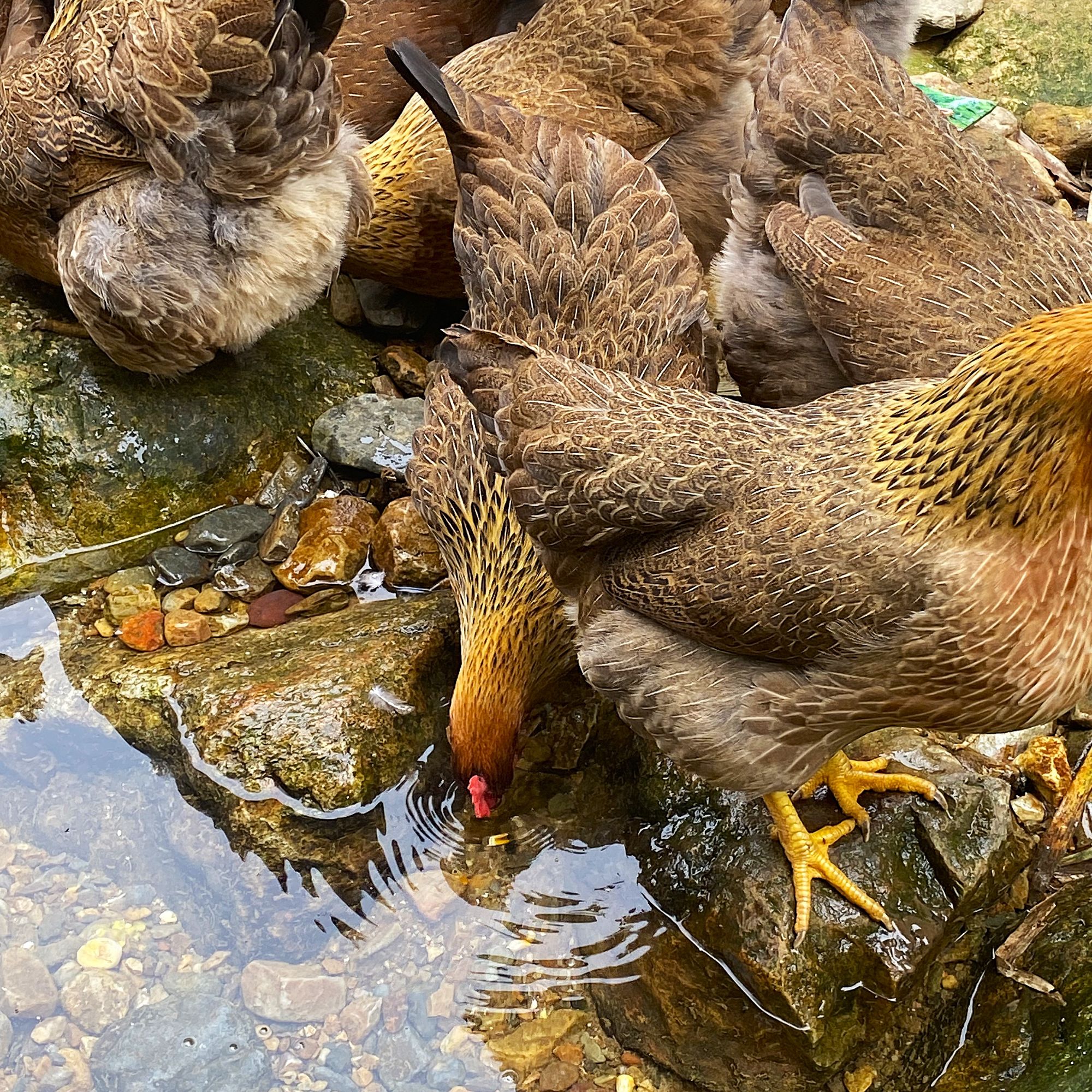 [180天清远鸡项]2只清远鸡1号麻 新鲜现杀 源产广东清远发货/顺丰