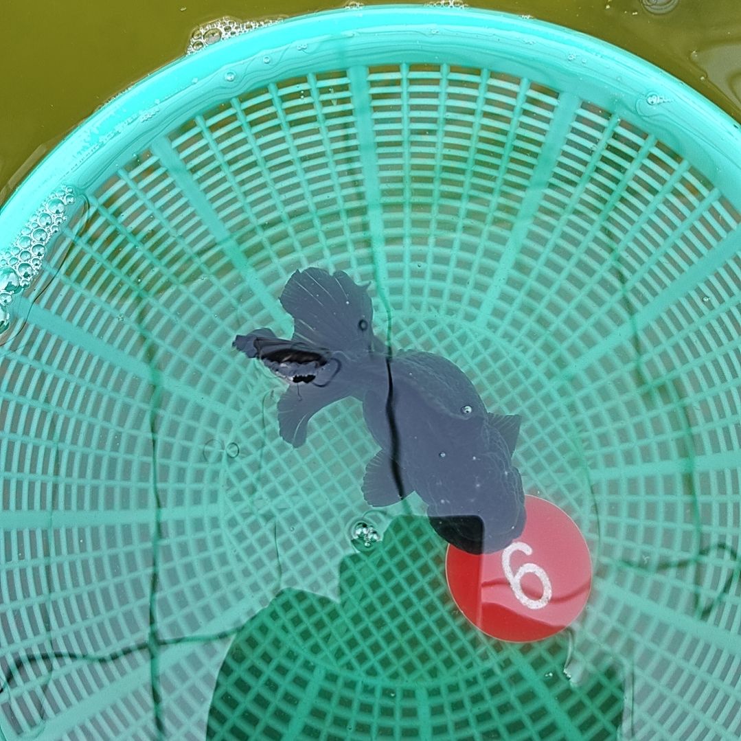 海水鱼6直播间看好下单不退不换到货录完整开箱视频有售后