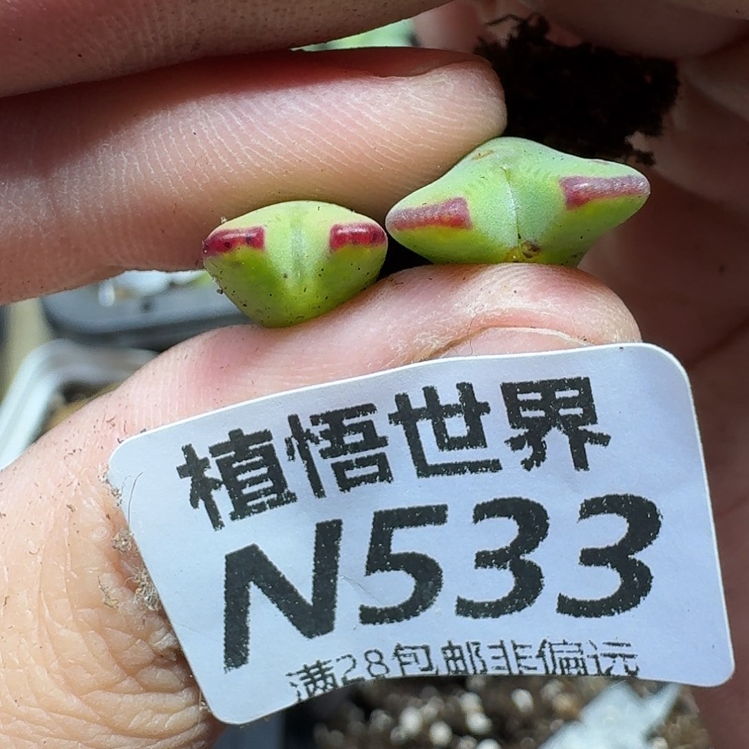 多肉植物的润泽rgjjj