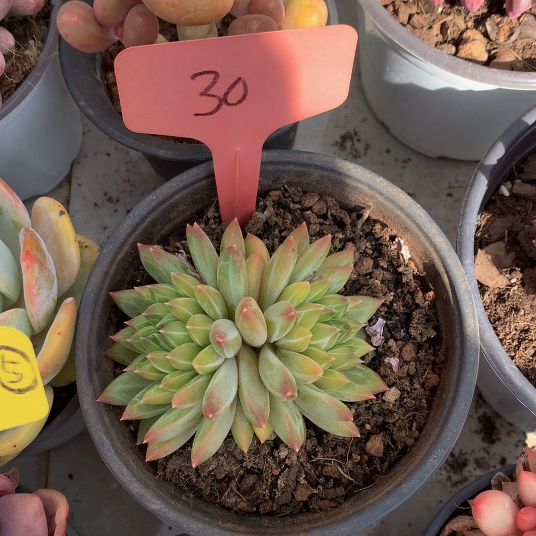 青花瓷72727373737