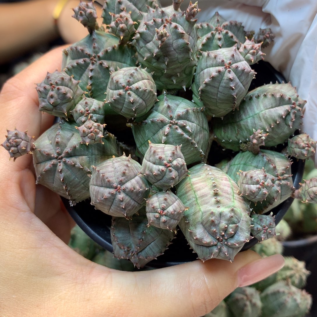    自根 子吹布纹球整体9公分起发