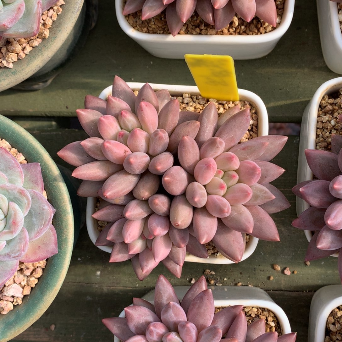 三头 红蜻蜓 一颗        