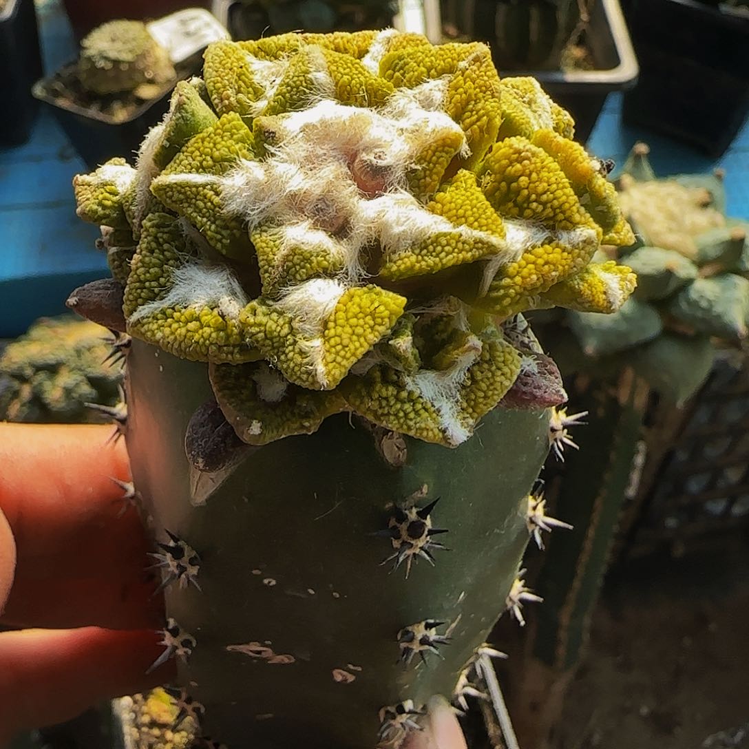 大尤黑锦450仙人球开花