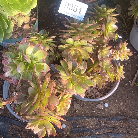 354红丝绒多肉母本2颗无售后