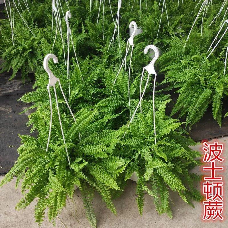 波士顿蕨盆栽办公室绿植四季常青净化空气耐阴招人喜爱