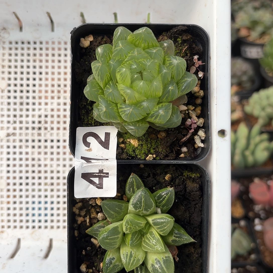 412 实生蝉翼+水晶 带盆土