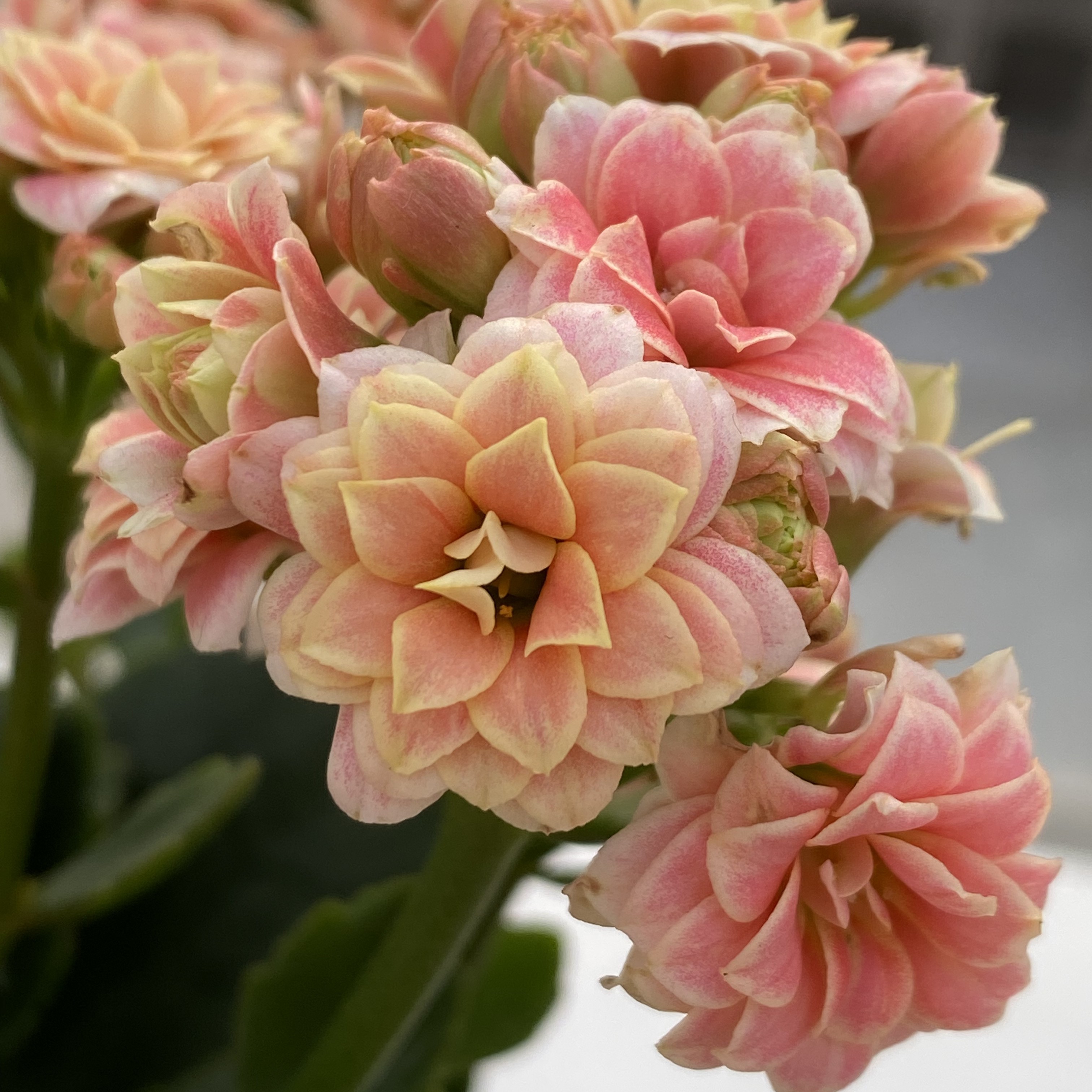 24新品 小鲑鱼 110盆 一代独杆