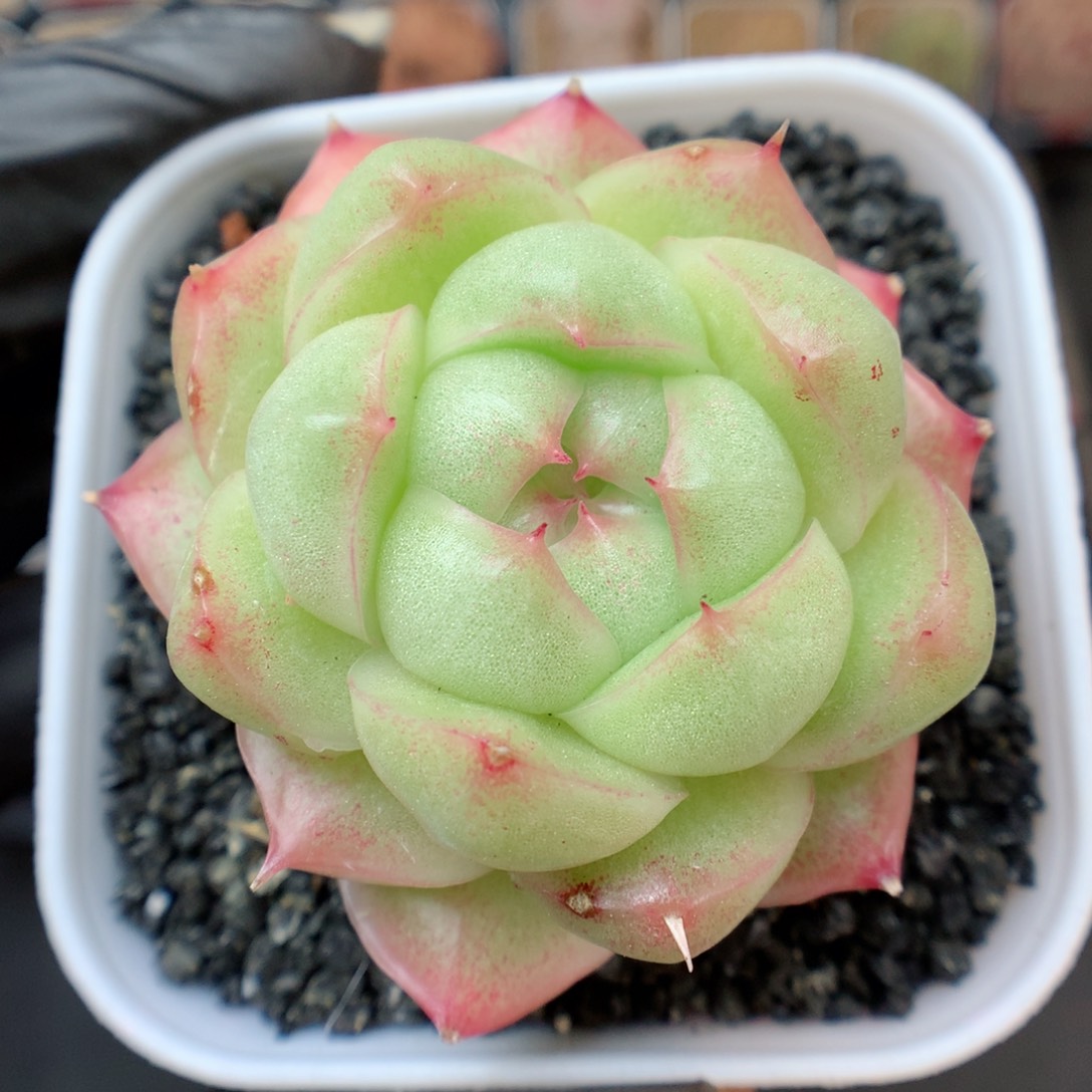 多肉植物。 麦秆13