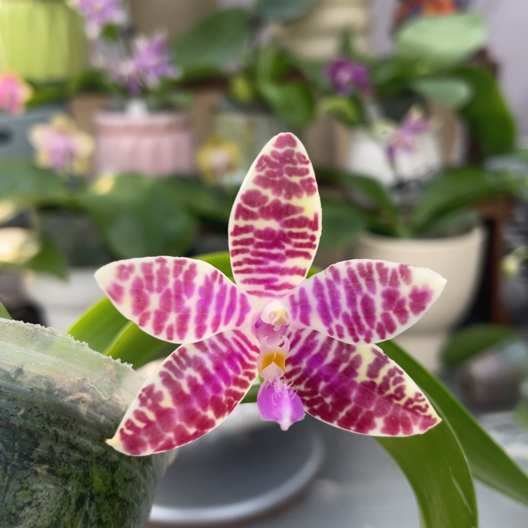 完全开放22KO，2.5杯开花株