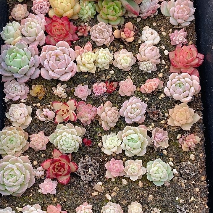 116 多肉植物组合盆栽植物