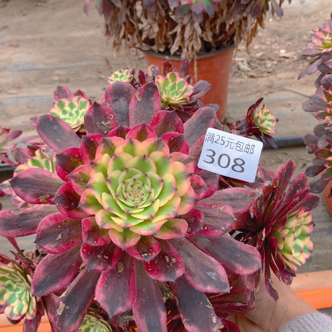  308红金刚老桩多肉植物