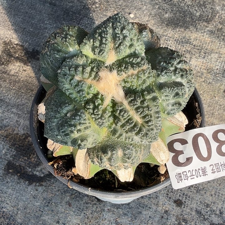 无花朵303蓝白肌大尤龟甲牡丹