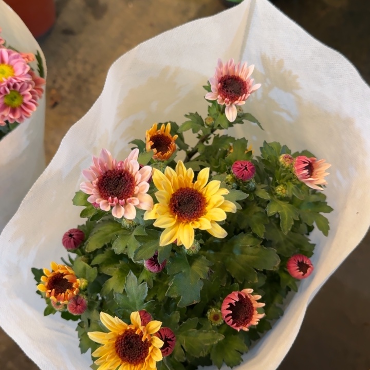 双色小黄帽菊花盆栽