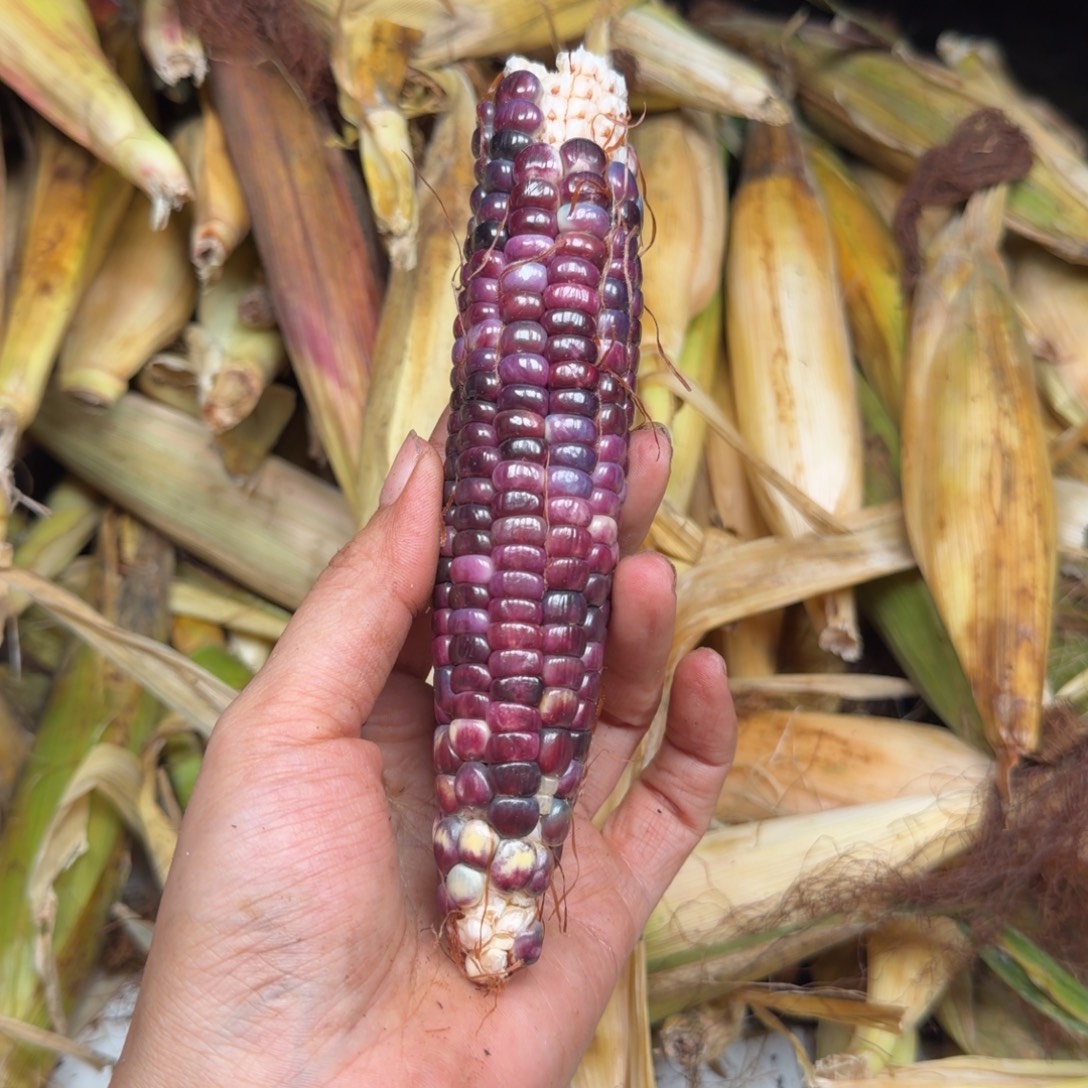 噼****柏香籽/百香籽吊坠