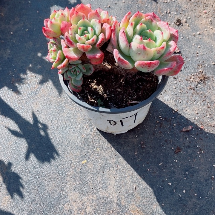 肉***员000000000000000017三文鱼