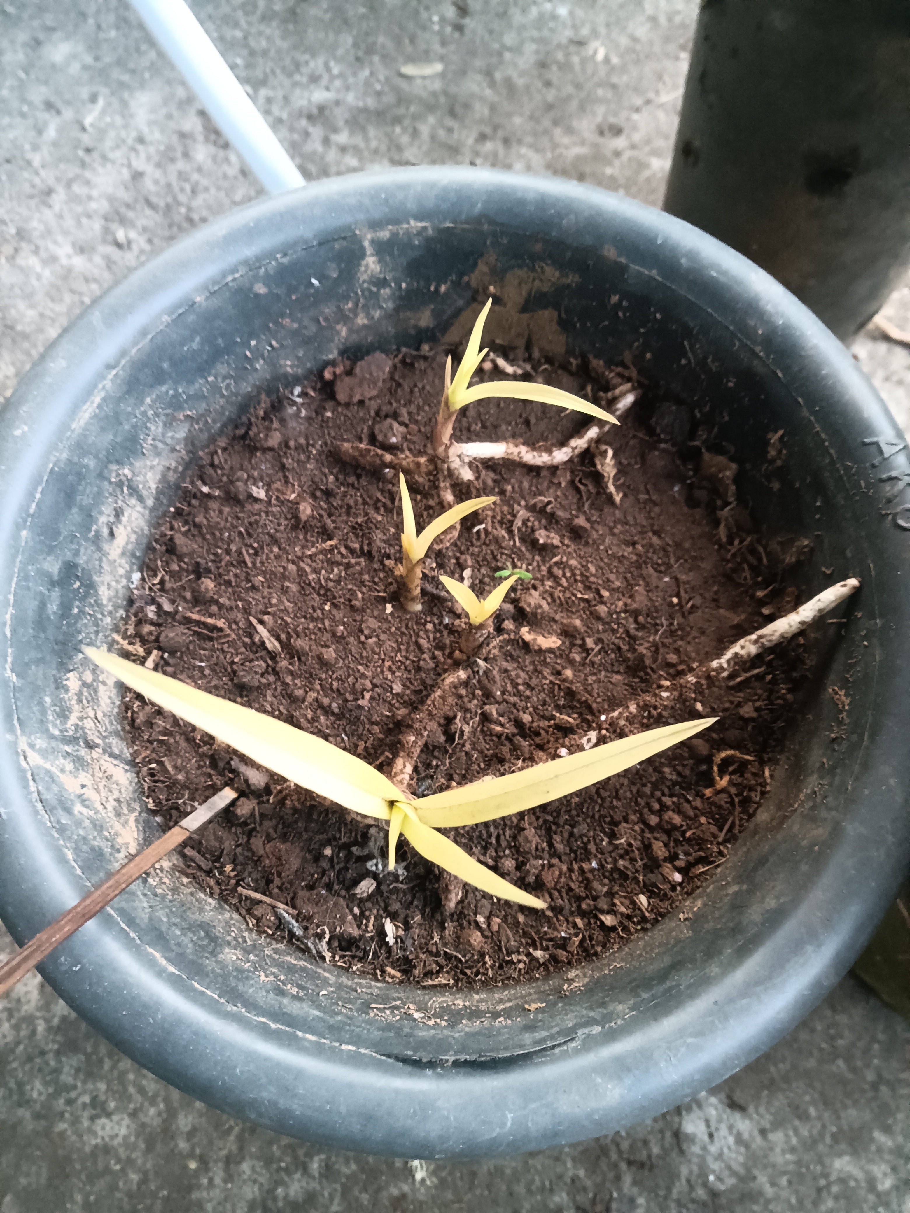 紫花三叉白芨苗宽叶露天种植盆栽驯化基地直发