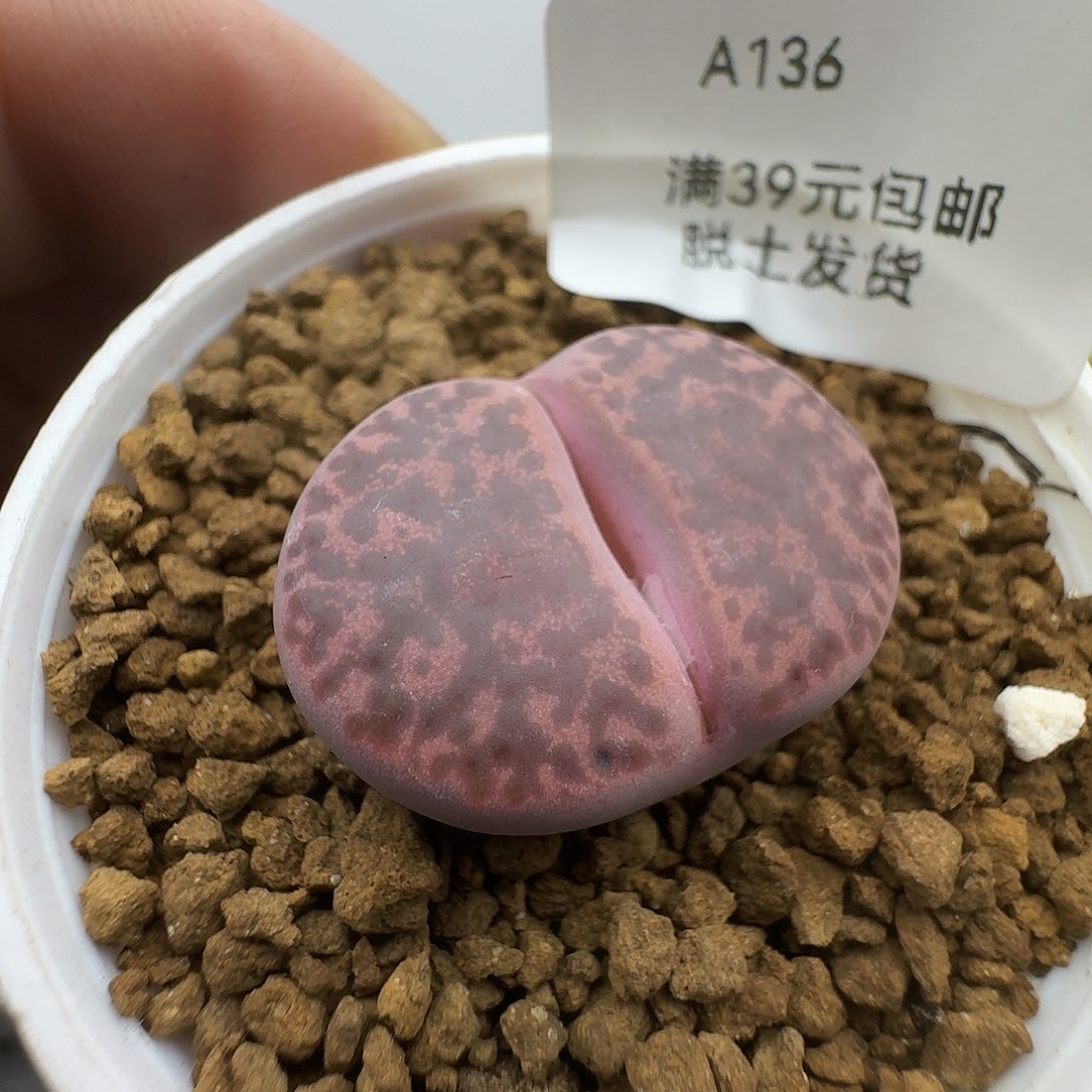 136多肉哈哈哈哈哈哈哈