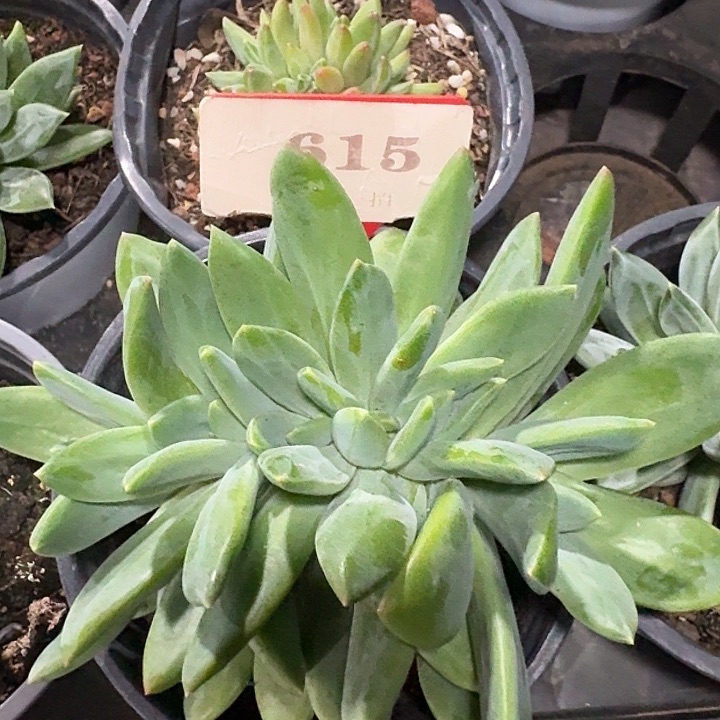 海洋之歌缀化615多肉植物