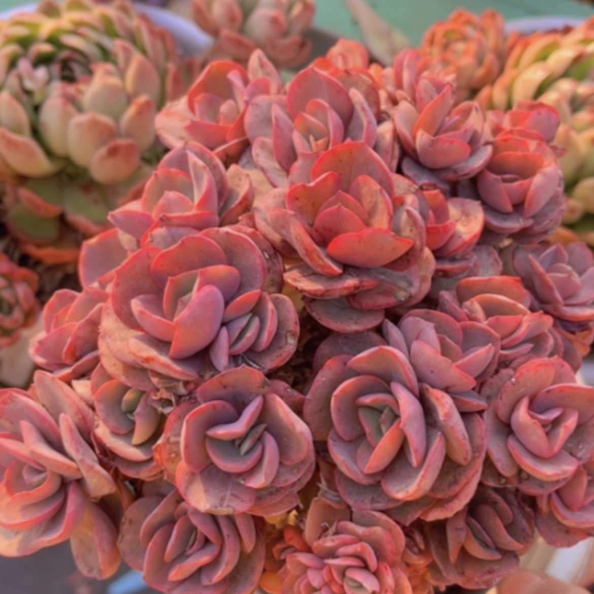 【闪购商品】秀妍带锦13222