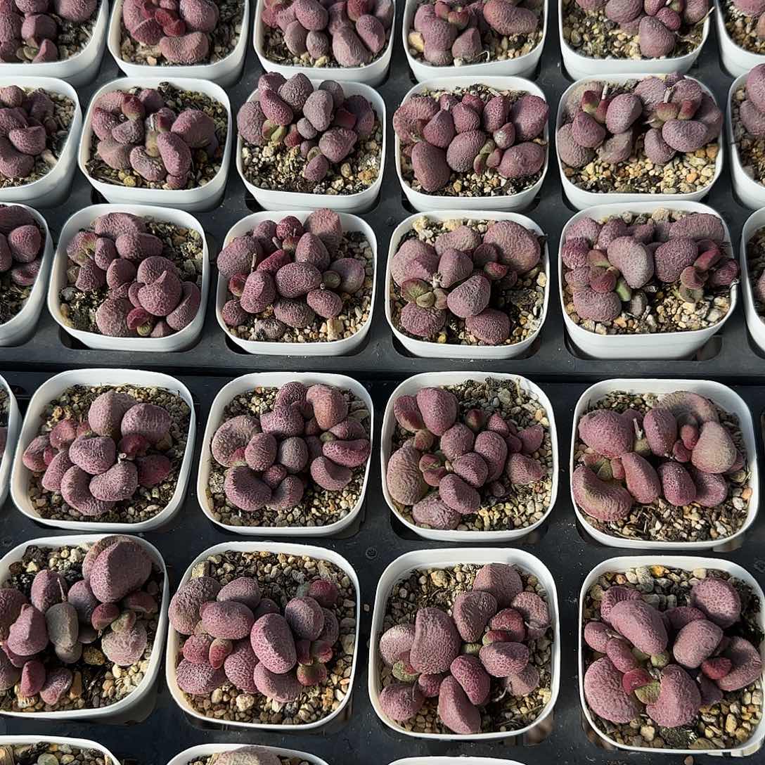 夏娃量拍多肉植物