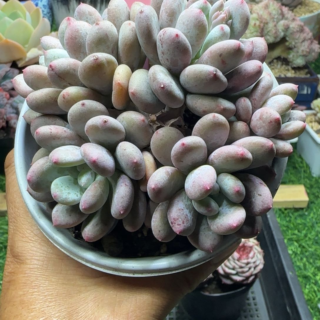 锦安精品多肉植物212