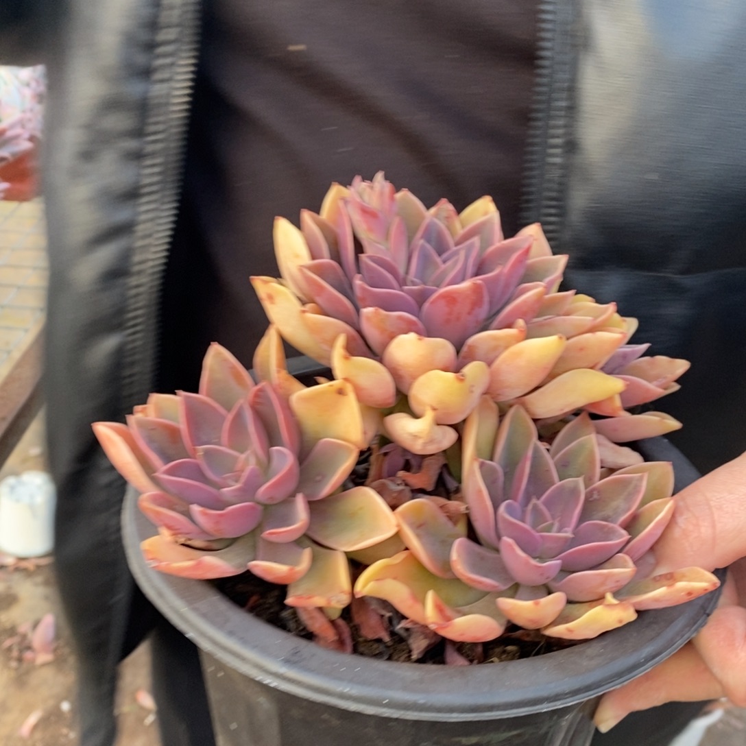 紫气东来大单头带仔，230杯