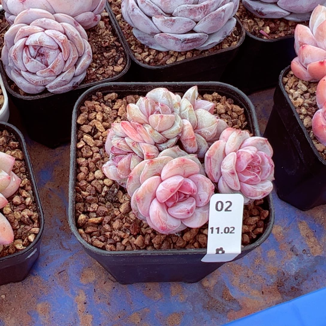 巴***量星影02、哈哈哈哈哈