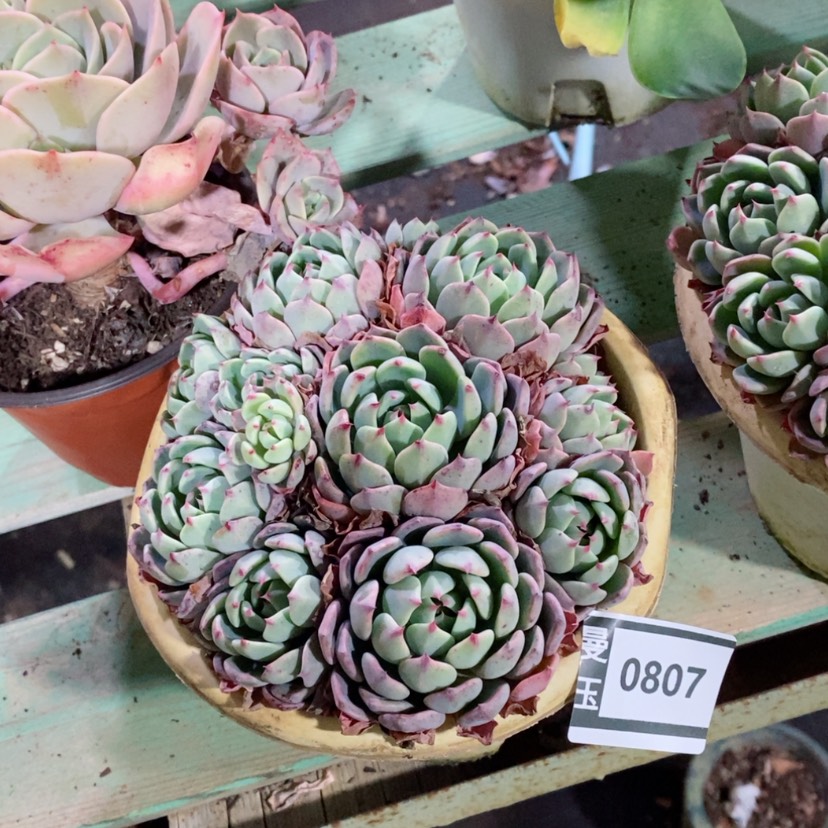 【闪购商品】娜娜小沟0807