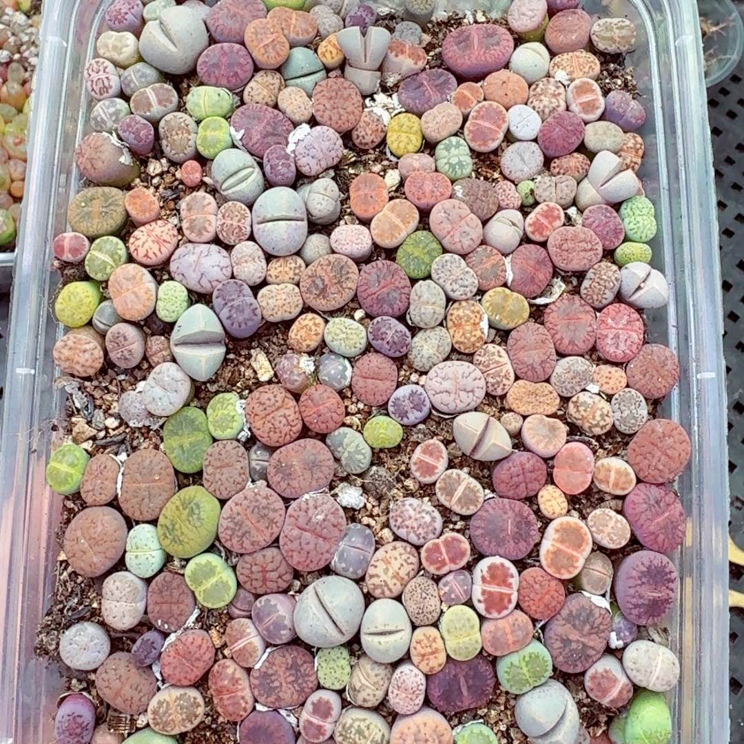 8295––零下地区需拍保温箱