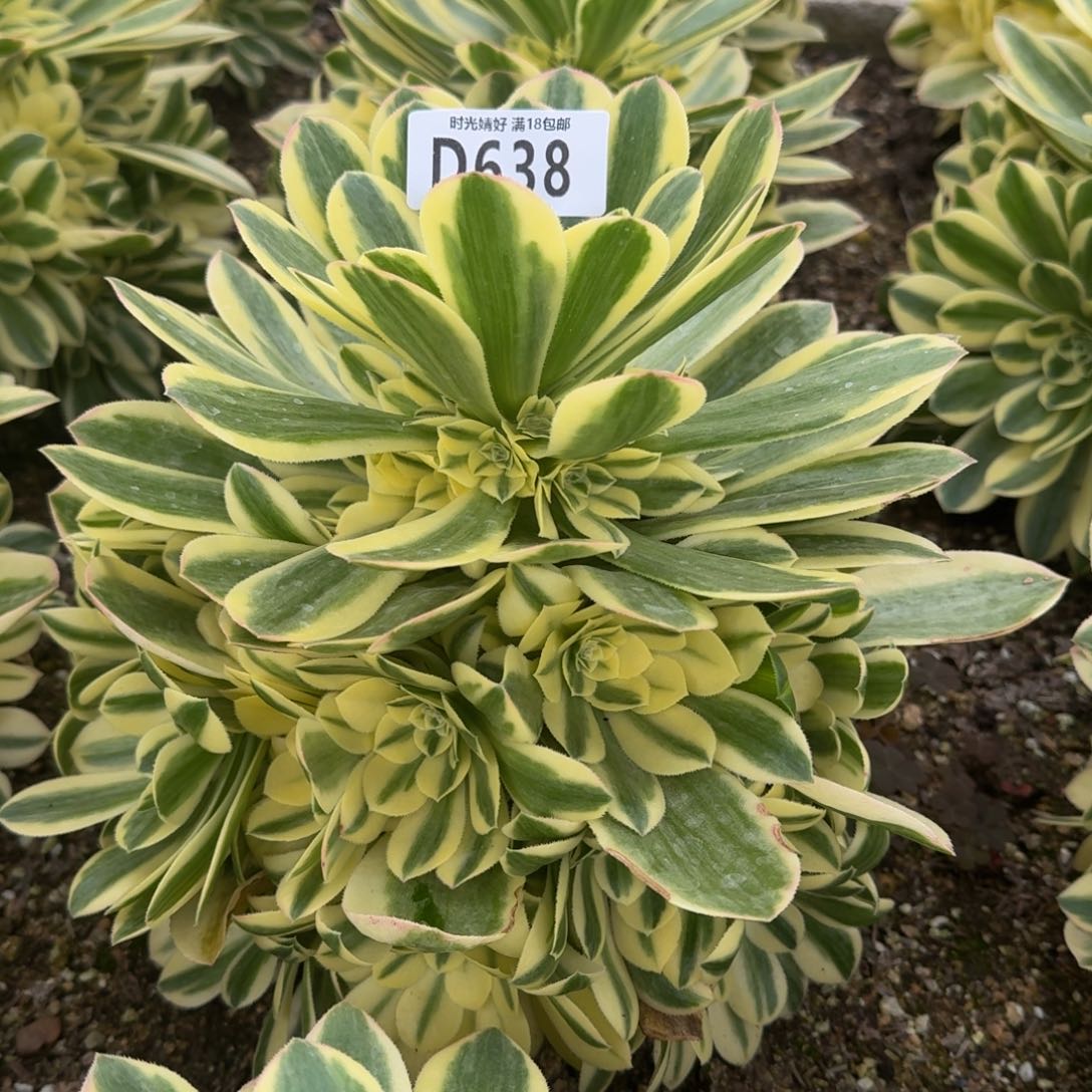 638迈巴赫多肉植物