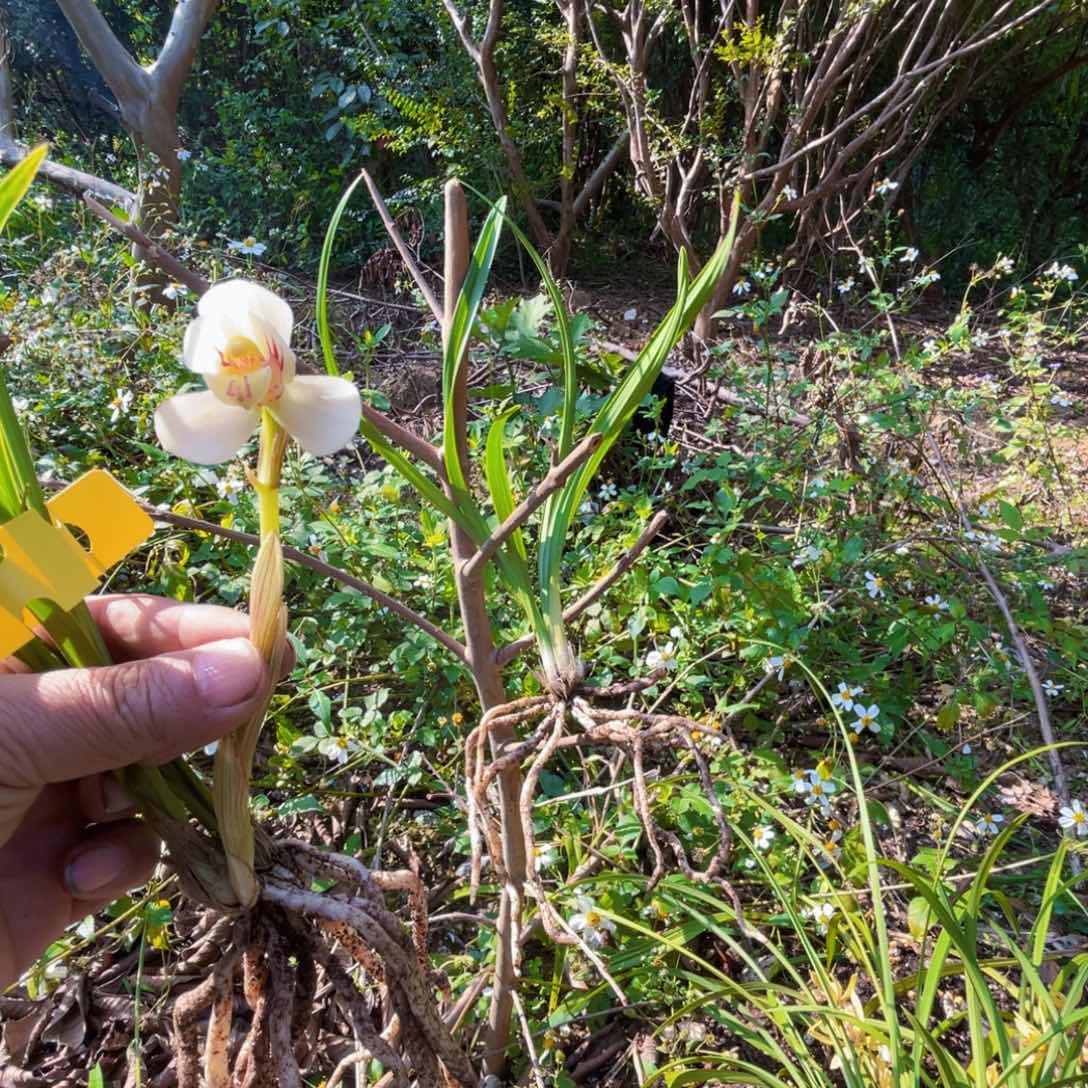 全部花苞兰花，兰花精品